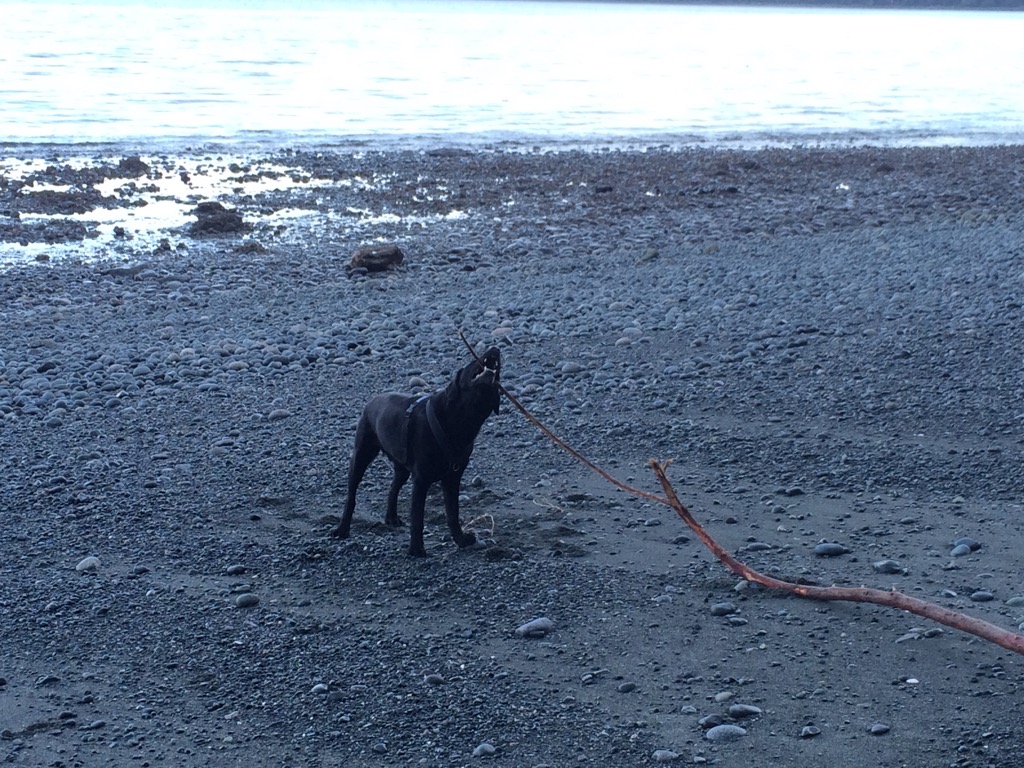 dog with stick